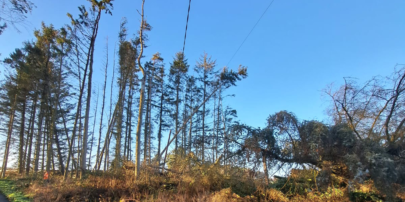 Windblown Trees