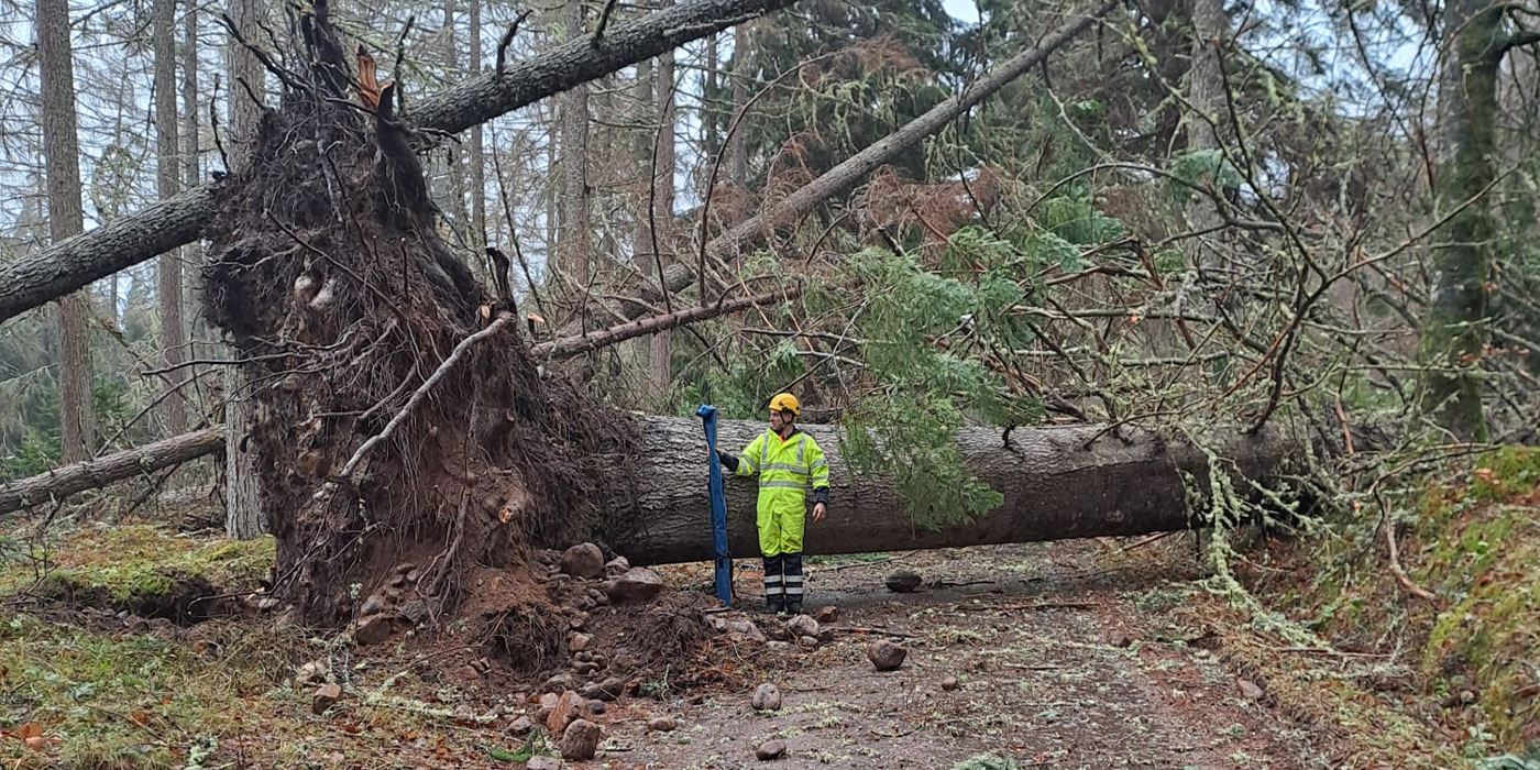SSEN Staff member at fallen tree