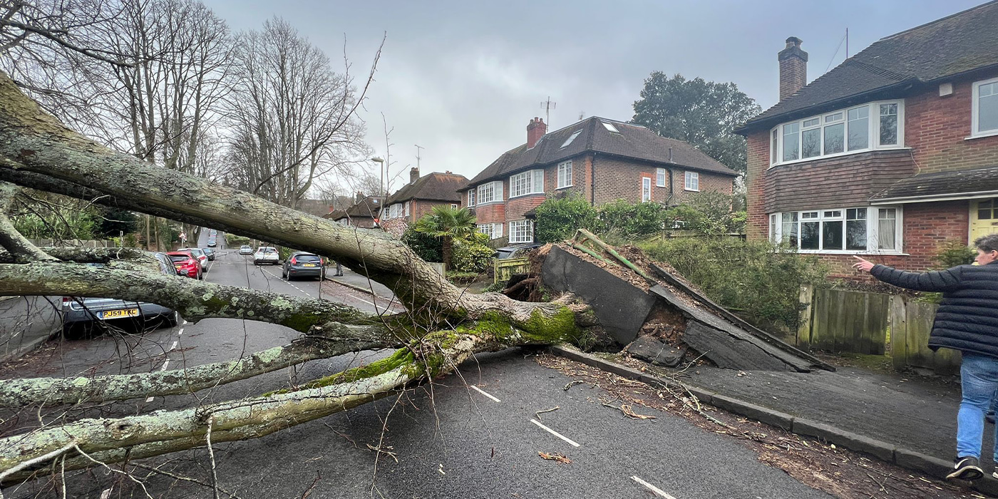 Tree down across road